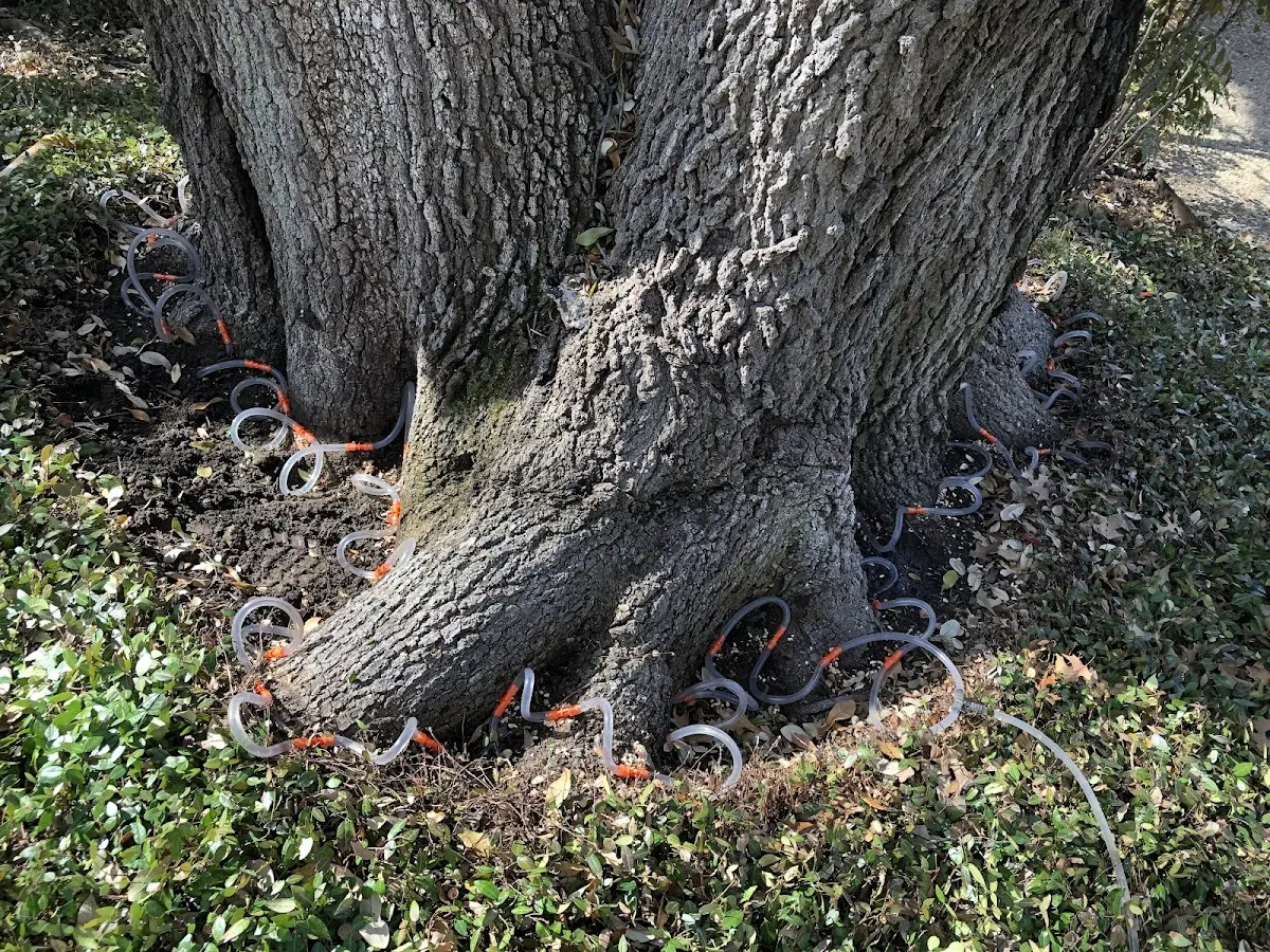 Detailed Tree Cabling and Bracing job site in La Mirada